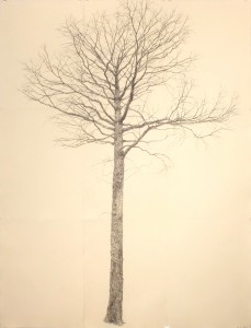 「落葉松」2013　紙、木炭　195×150cm